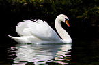 mute swan