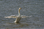 mute swan