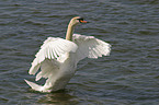 mute swan