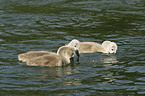 young mute swans