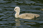 young mute swan