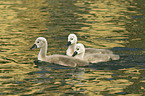 young mute swans