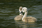 young mute swans