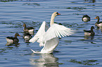 mute swan