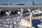 swans and gulls