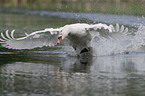 mute swan