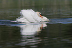 mute swan