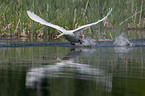 mute swan