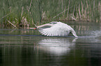 mute swan