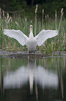 mute swan