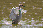 mute swan