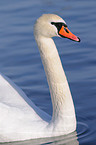 mute swan