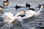 mute swans