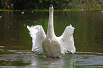 mute swan