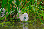 young mute swan