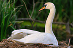 mute swan