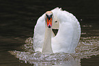 mute swan