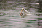 pairing mute swans