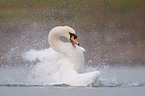 mute swan