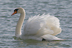 mute swan