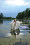 mute swans