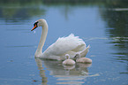 mute swans