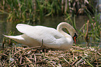 mute swan in nest