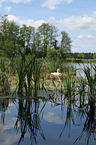 mute swan in nest