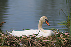 mute swan in nest