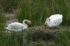 mute swans