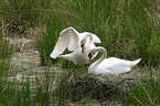 mute swans