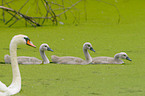 mute swans