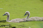 young mute swans