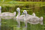 young mute swans