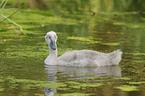 young mute swan