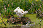 mute swans