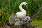 mute swans