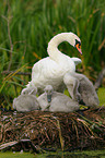 mute swans