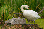 mute swans