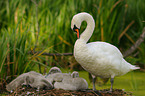 mute swans