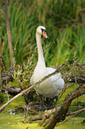 mute swan