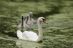 mute swans