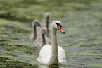 mute swans