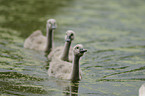 young mute swans