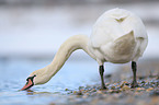 mute swan