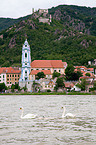 mute swans