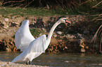 mute swan