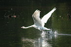 mute swan