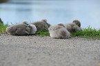 young mute swans