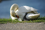 mute swan